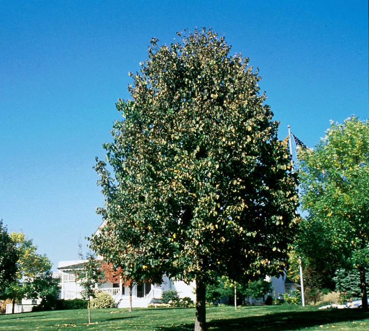 Tilia americana 'Bailyard'