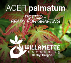 Willamette Nurseries - Acer palmatum rootstock