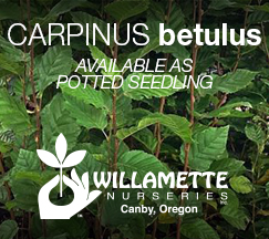 Carpinus betulus from Willamette Nurseries