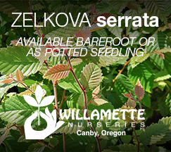 Willamette Nurseries - Zelkova Serrata