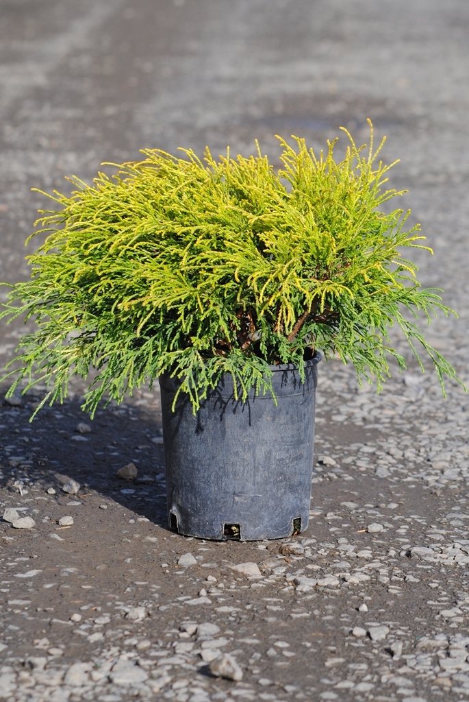 Chamaecyparis pisifera 'Golden Mop'