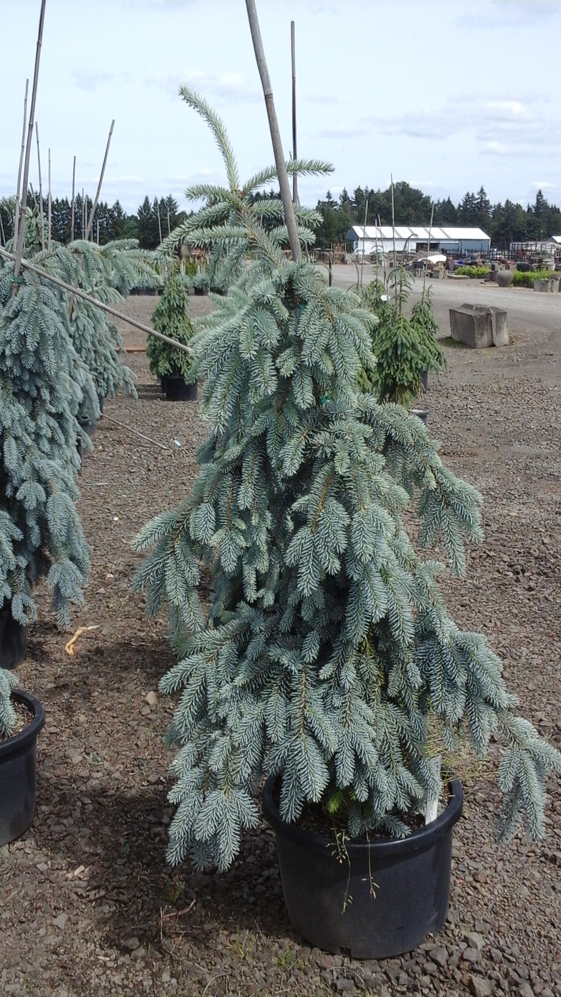 Countryside Nursery | Nandina domestica 'Fire Power'Picea pungens 'Ice Floe'