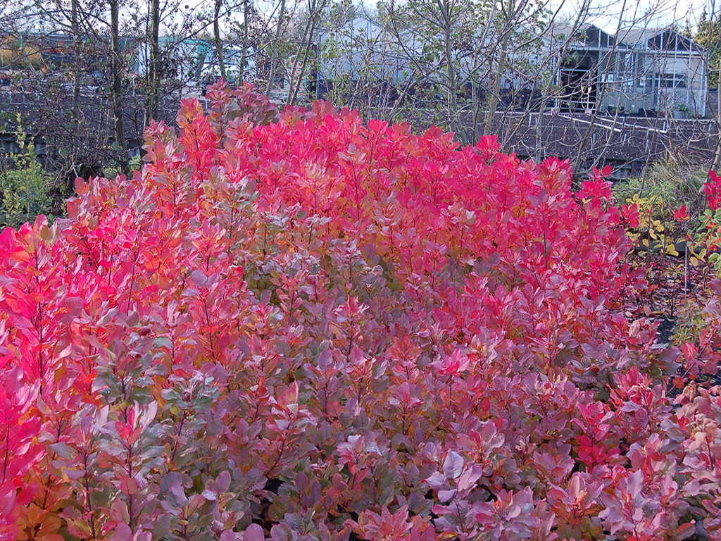 Cotinus coggygria 'Old Fashioned' PP19035