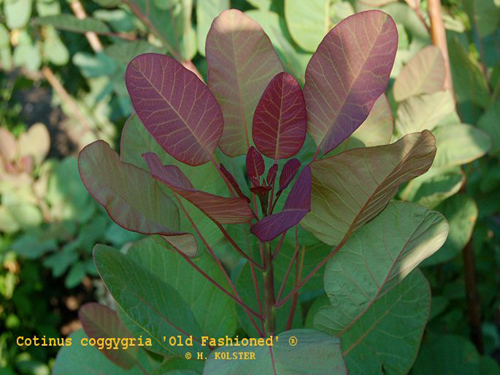 Cotinus coggygria 'Old Fashioned' PP19035