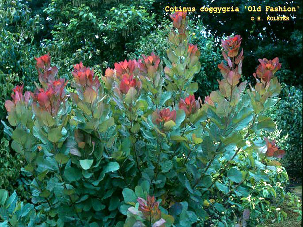 Cotinus coggygria 'Old Fashioned' PP19035