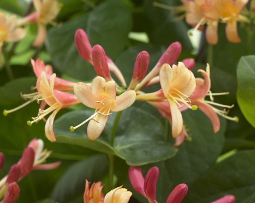 Coral Star™ Honeysuckle