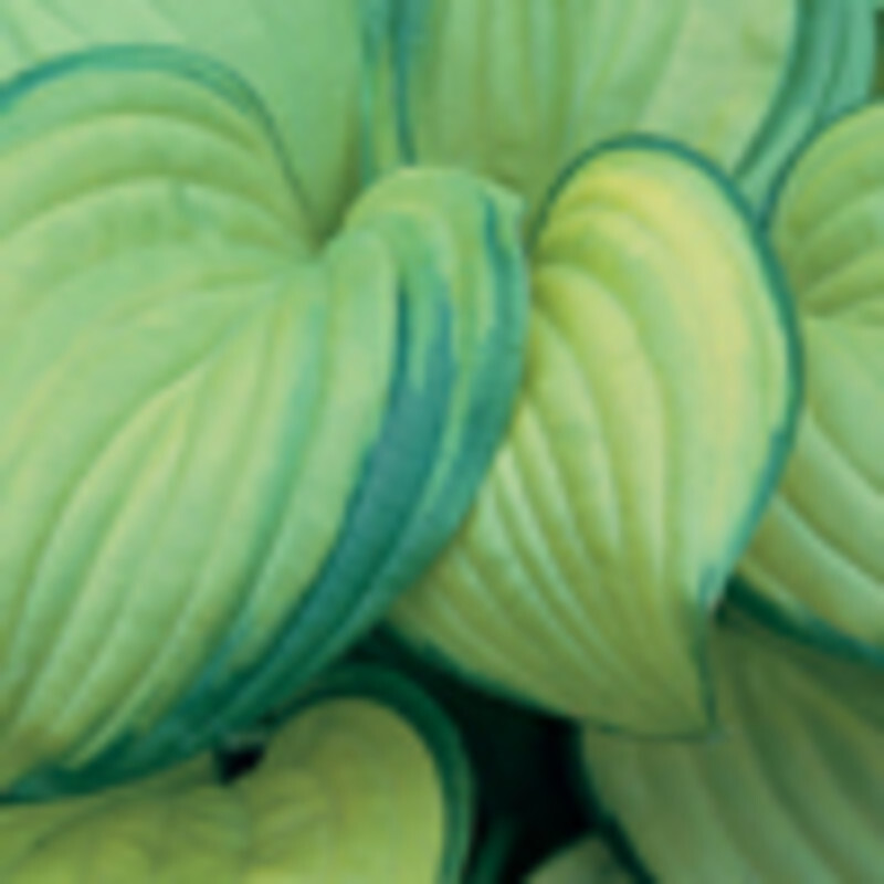 Hosta 'Stained Glass'