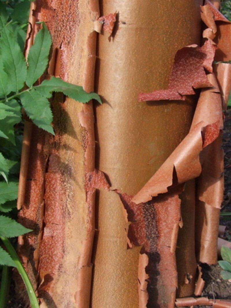 Acer griseum (Paperbark Maple)