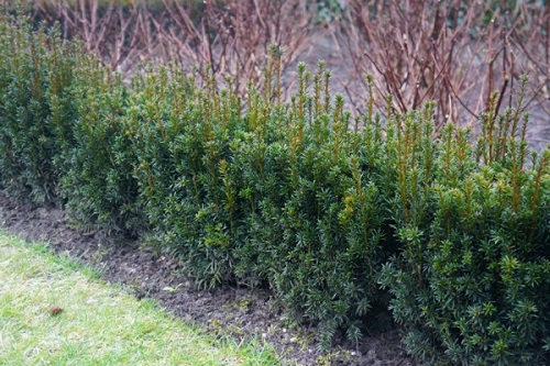 Rising Star® Yew