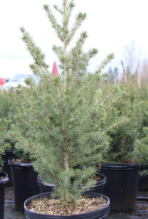 North Pole White Spruce