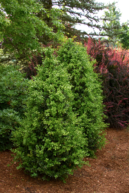 Buxus sempervirens 'Monrue' PP15243