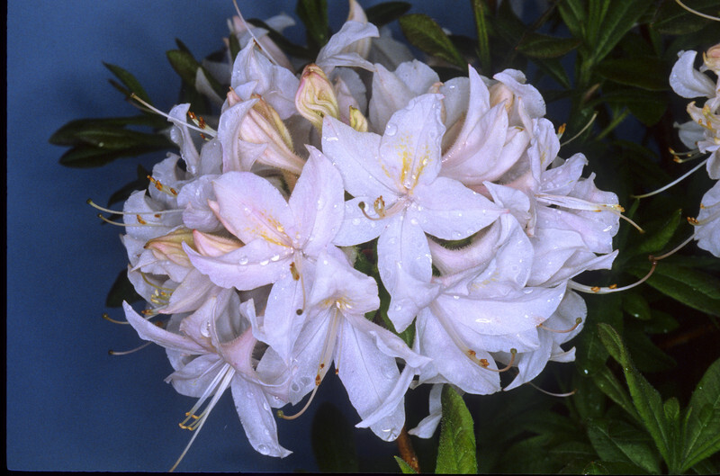 Rhododendron 'White Lights' (White Lights Deciduous Azalea)