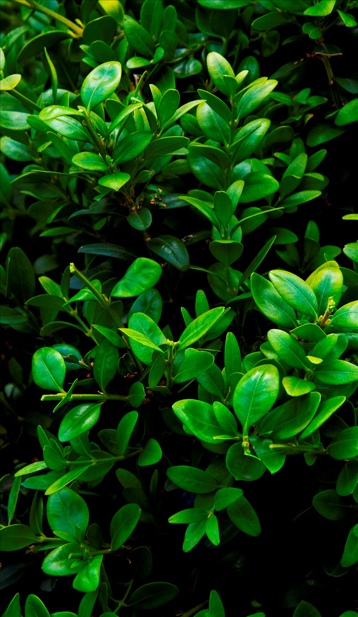 Buxus sempervirens 'Monrue' PP15243