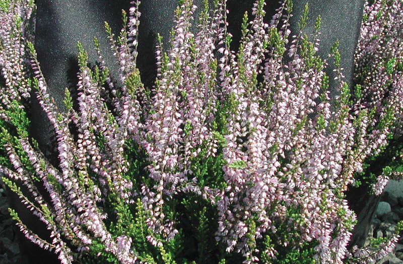 Calluna vulgaris 'Spring Torch' (Spring Torch Scotch Heather)