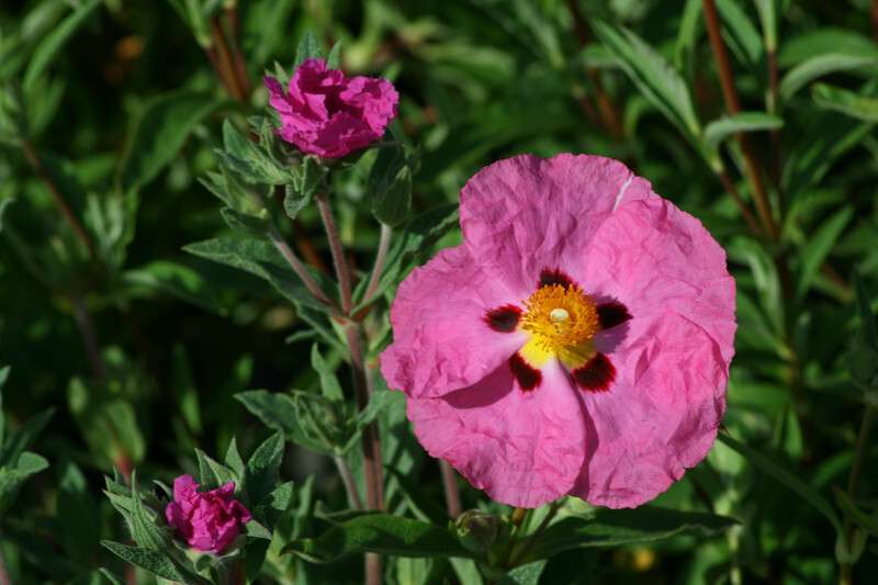Cistus x purpureus (Pink Rock Rose)