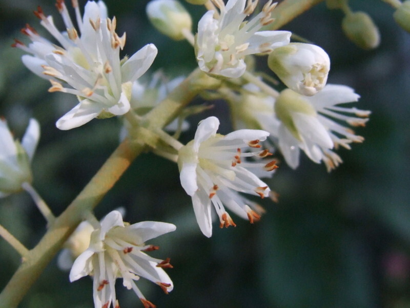 Clethra alnifolia 'Hummingbird' (Summersweet Clethra)