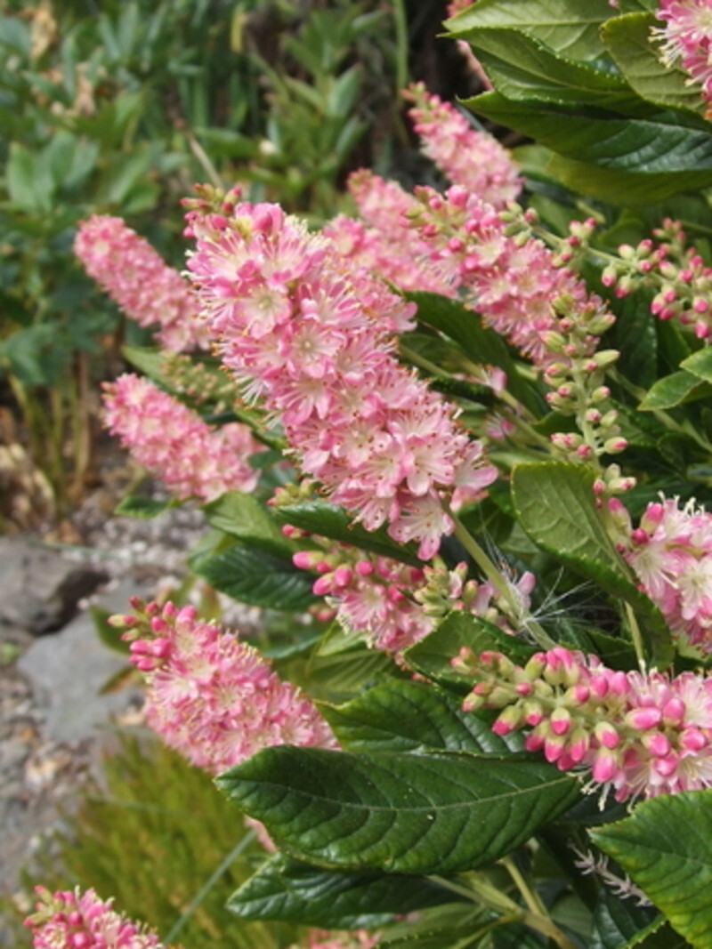 Clethra alnifolia 'Ruby Spice' (Summersweet Clethra)