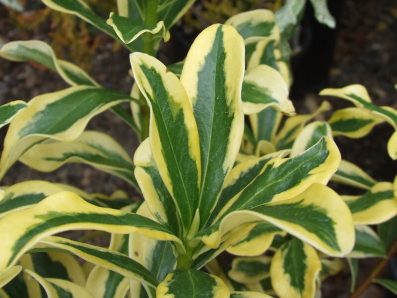 Daphne odora 'Maejima' (Winter Daphne)