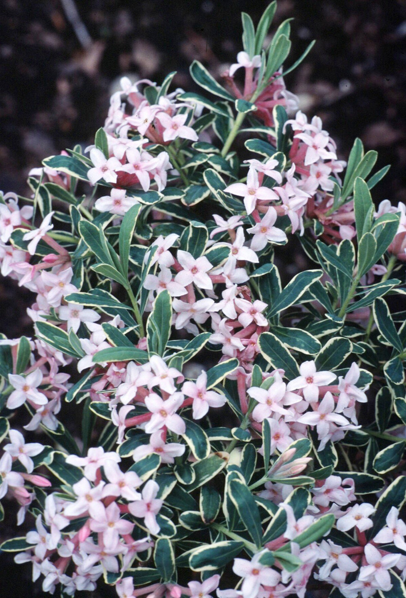 Daphne x burkwoodii 'Carol Mackie' (Burkwood Daphne)