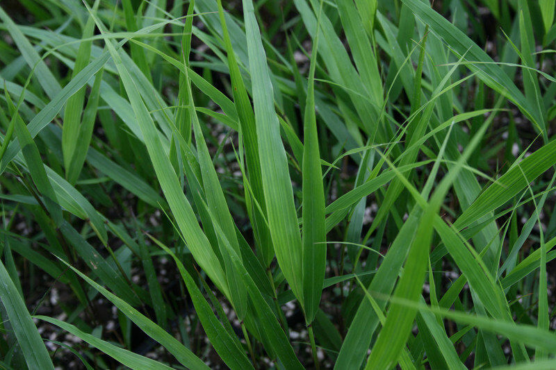 Hakonechloa macra (Japanese Forest Grass)