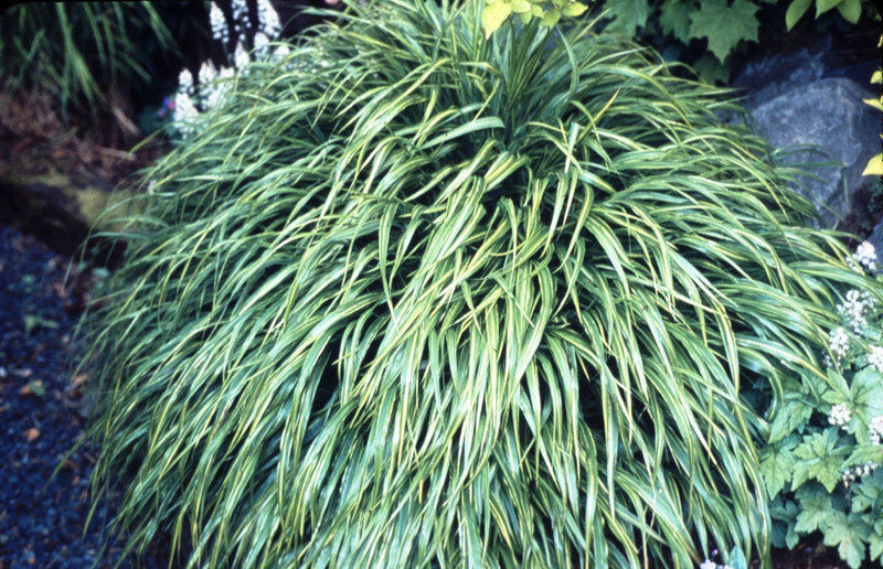 Hakonechloa macra 'Albo-striata' (Japanese Forest Grass)
