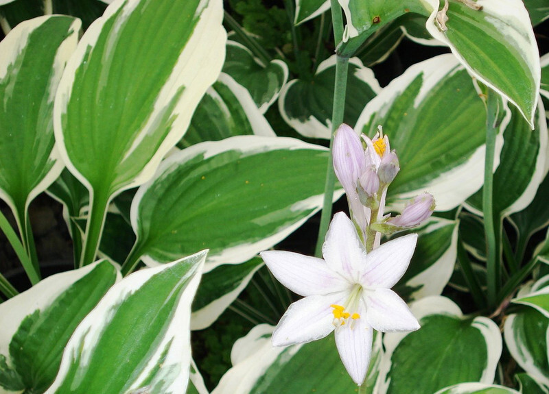 Hosta 'Patriot'