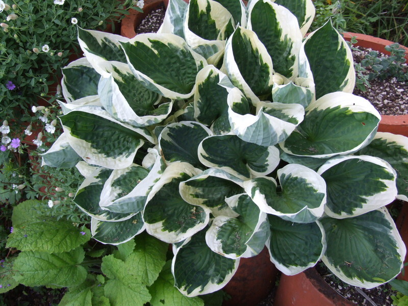 Hosta 'Patriot'