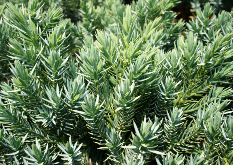 Juniperus squamata 'Blue Star' (Flaky Juniper or Singleseed Juniper)