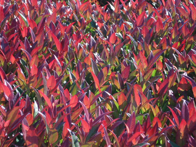 Leucothoe fontanesiana 'Nana' (Dwarf Drooping Laurel)