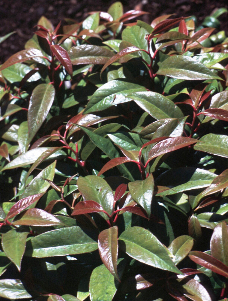 Leucothoe fontanesiana 'Zeblid' (Scarletta(R) Drooping Laurel)