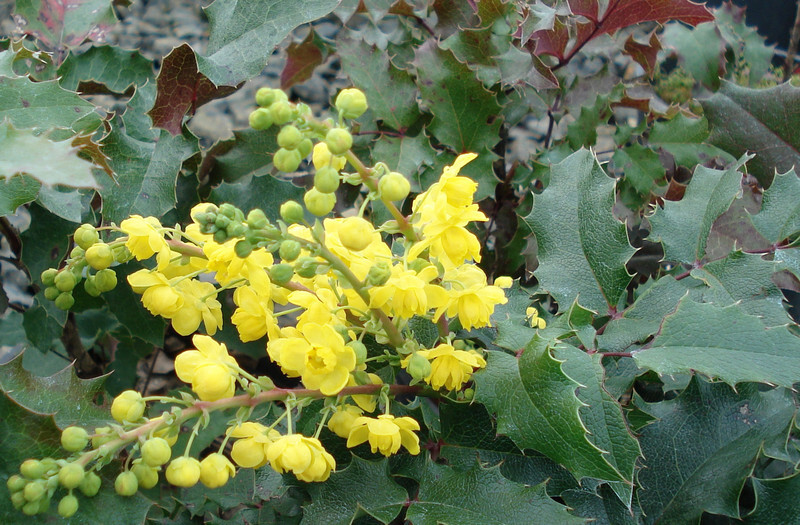 Mahonia aquifolium (Oregon Grape)