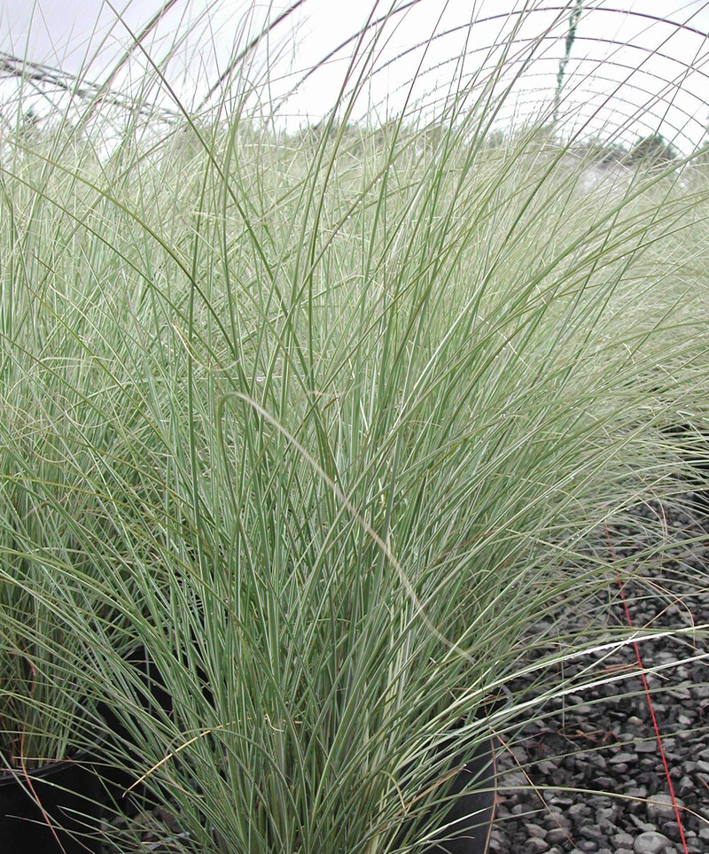 Miscanthus sinensis 'Morning Light' (Silver Variegated Eulalia Grass)
