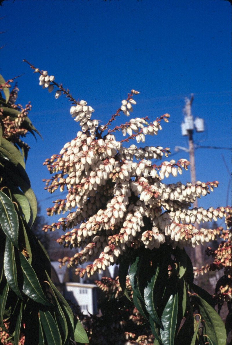 Pieris japonica 'Scarlett O'Hara' (Japanese Pieris or Lily-of-the-Valley Shrub)
