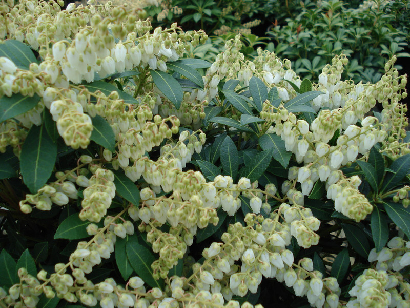 Pieris japonica 'Cavatine' (Japanese Pieris or Lily-of-the-Valley Shrub)