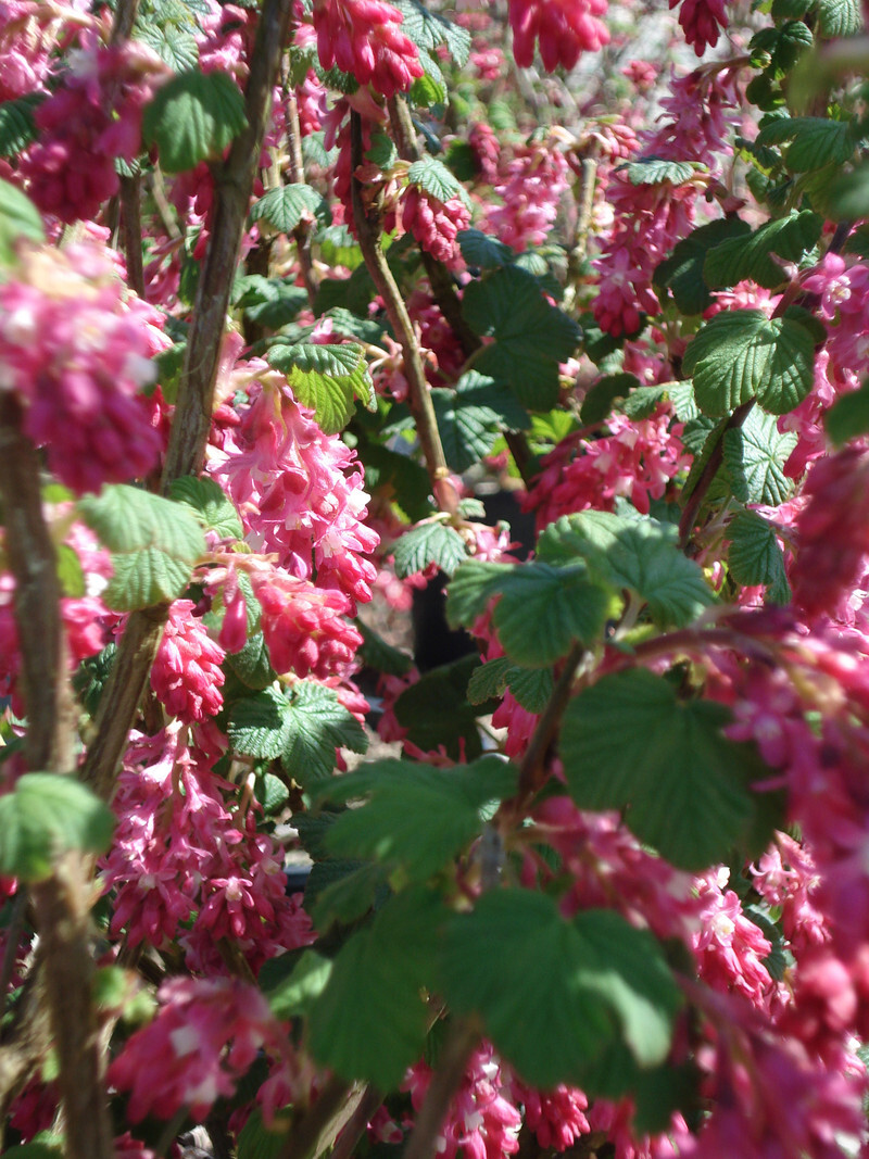 Ribes sanguineum 'King Edward VII' (Red Flowering Currant)