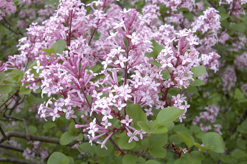 Syringa meyeri 'Palibin' (Dwarf Korean Lilac)