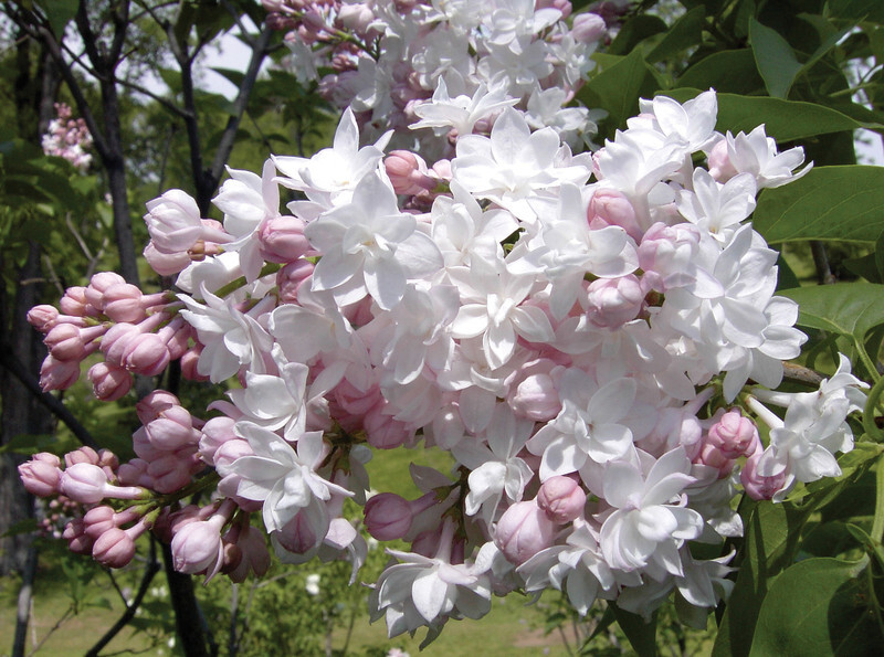 Syringa vulgaris 'Krasavitsa Moskvy' (Common Lilac)
