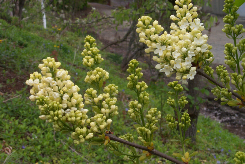 Syringa vulgaris 'Primrose' (Common Lilac)