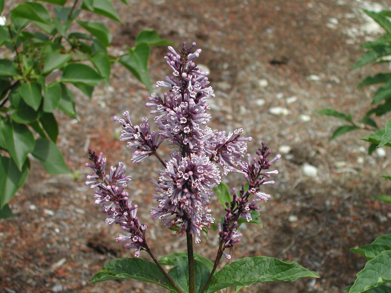 Syringa x prestoniae 'Donald Wyman' (Preston Lilac)