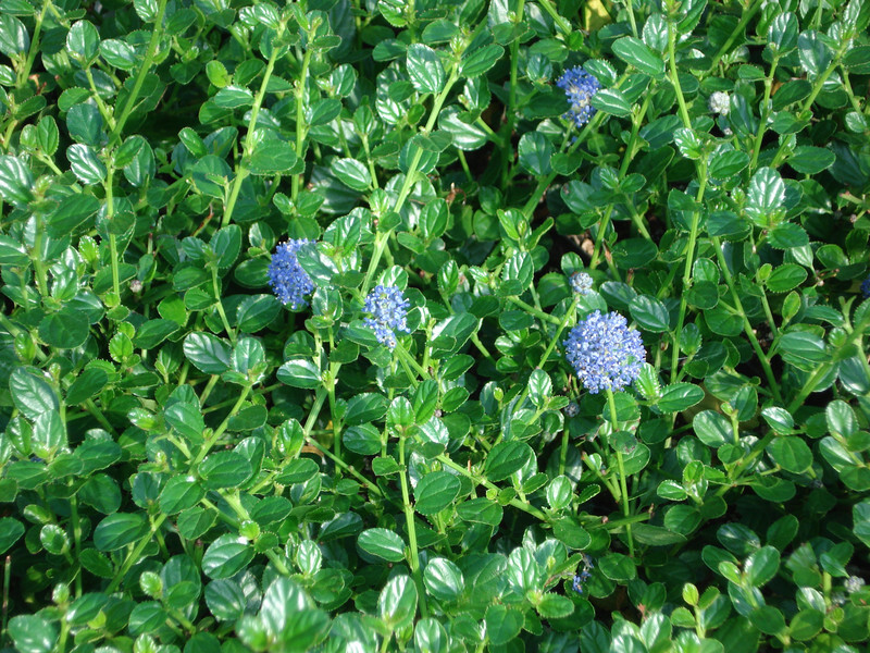 Ceanothus impressus 'Victoria' (Santa Barbara Mountain Lilac)