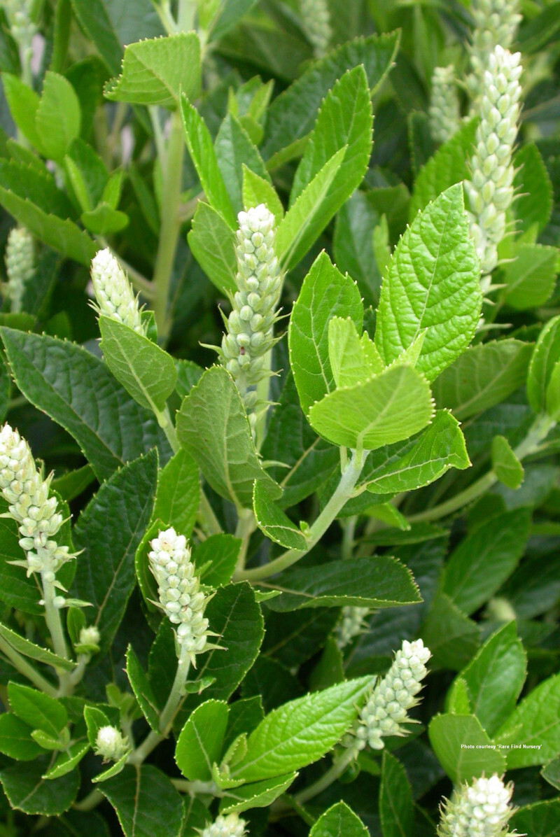 Clethra alnifolia 'Sixteen Candles' (Summersweet Clethra)