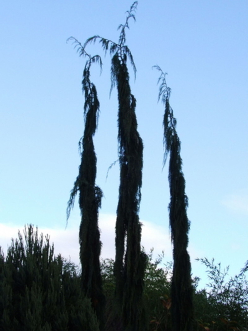 Chamaecyparis nootkatensis 'Van den Akker' (Van den Akker Narrow Alaska Cedar)