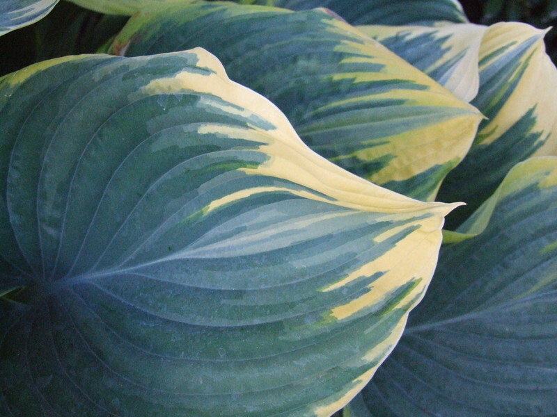 Hosta 'Sagae'