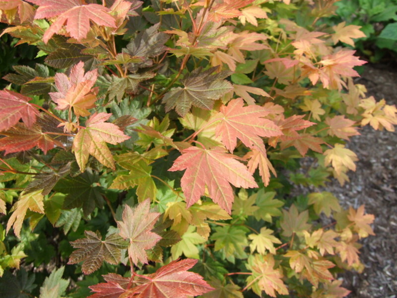 Acer circinatum 'Del's Dwarf' (Vine Maple)