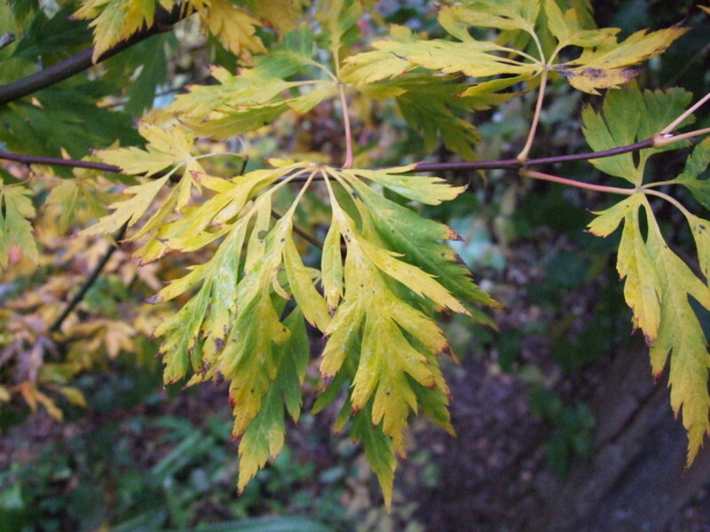 Acer circinatum 'Monroe' (Vine Maple)