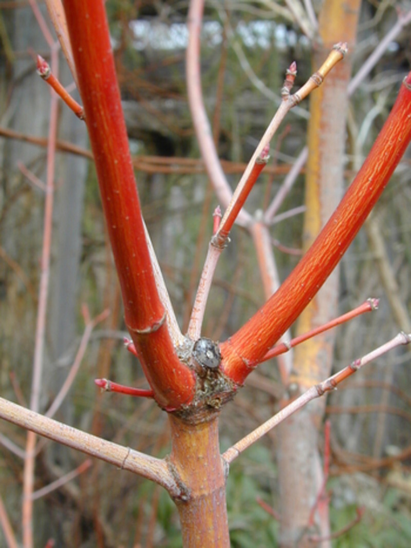 Acer circinatum 'Pacific Fire' (Vine Maple)