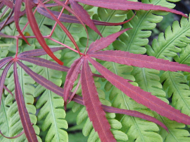 Acer palmatum 'Atrolineare' (Japanese Maple)