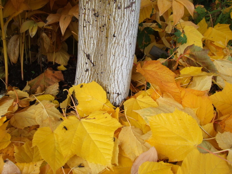 Acer tegmentosum 'White Tigress' (Manchustripe Maple)