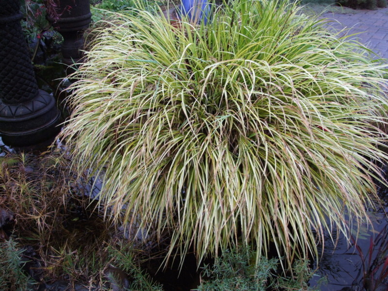 Acorus gramineus 'Ogon' (Golden Variegated Dwarf Sweet Flag)