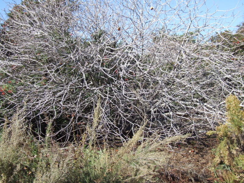Aesculus californica (California Buckeye)